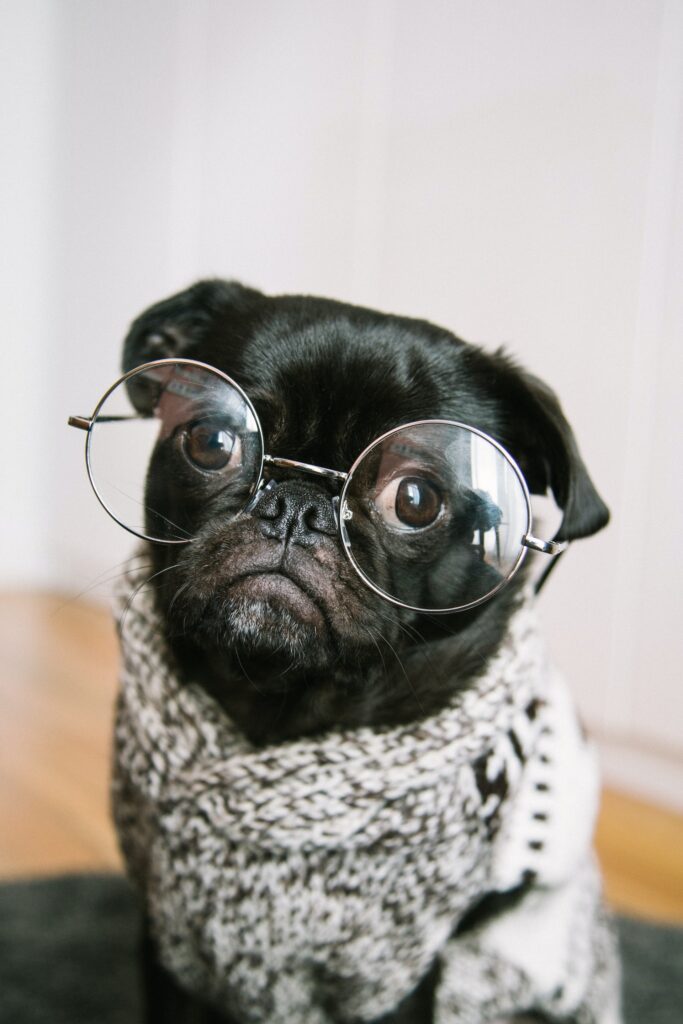 A funny dog in glasses.